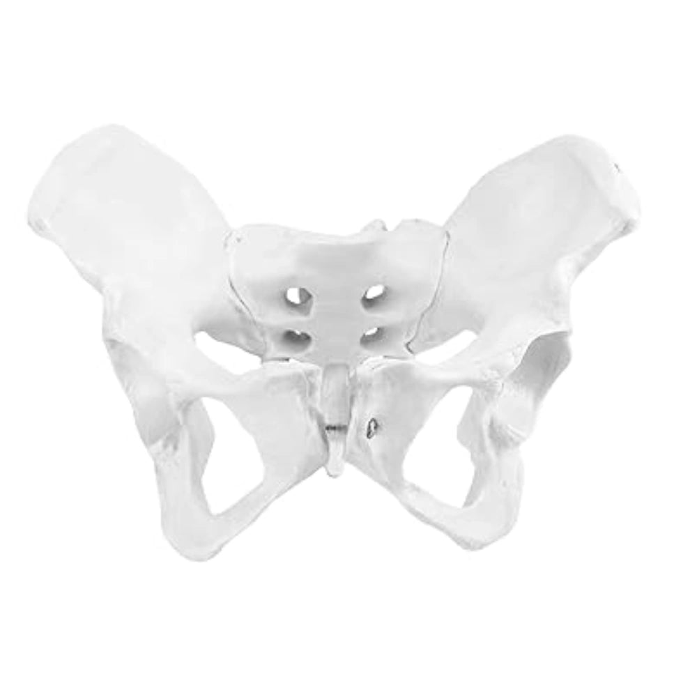 female pelvis model