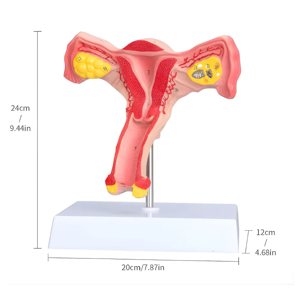 female reproductive system model