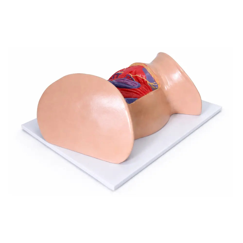 female uterus anatomy
