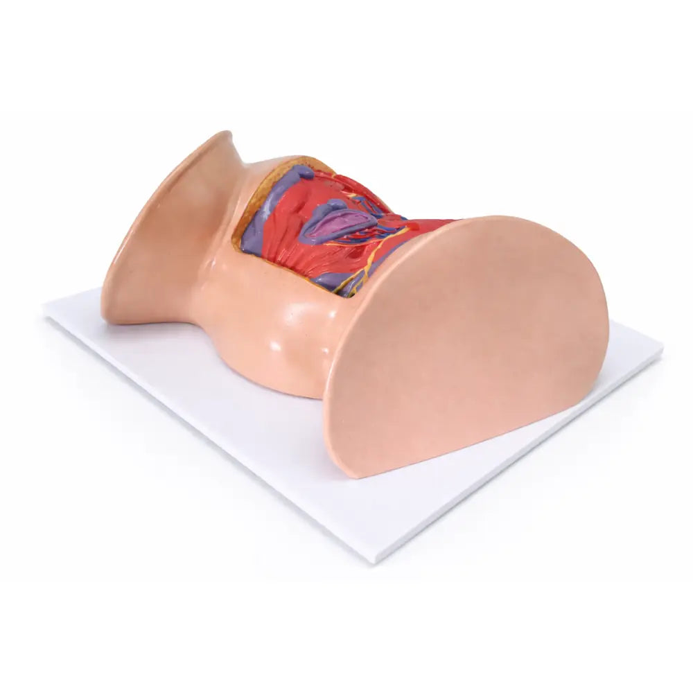 female uterus anatomy model