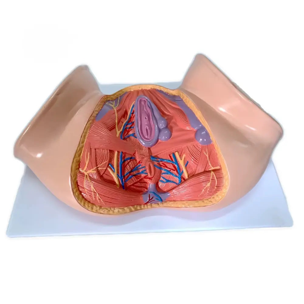 female uterus anatomy model