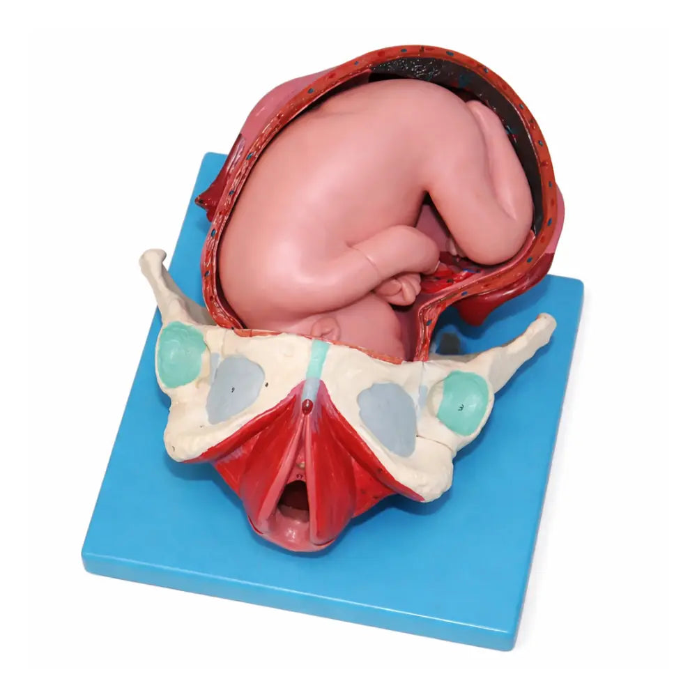 fetus 3d model