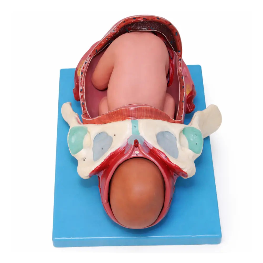 human anatomy model