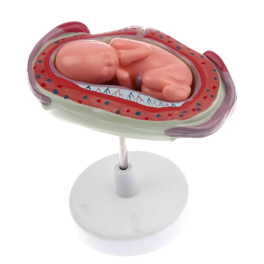 foetal development model