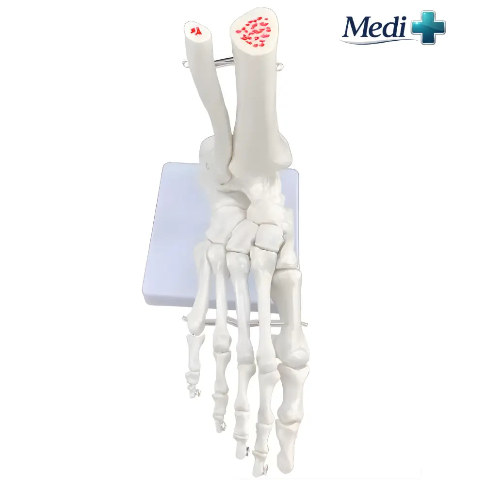 foot and ankle model