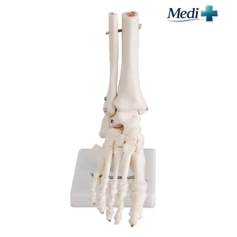 foot ankle skeleton model