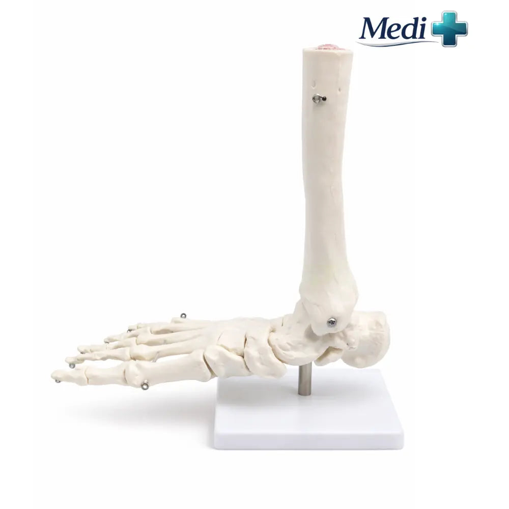 foot skeleton
