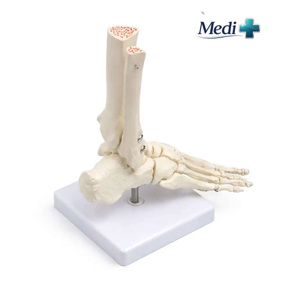 foot skeleton