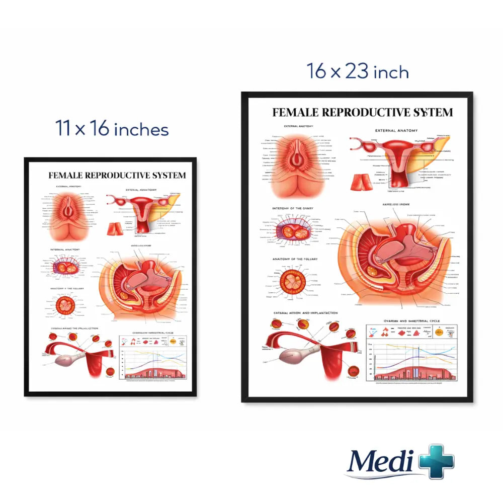 gynaecology anatomy chart