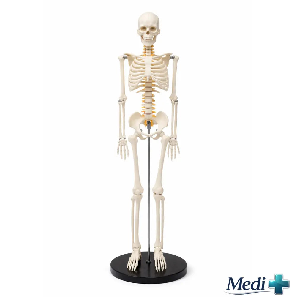 85cm half life-size anatomical skeleton