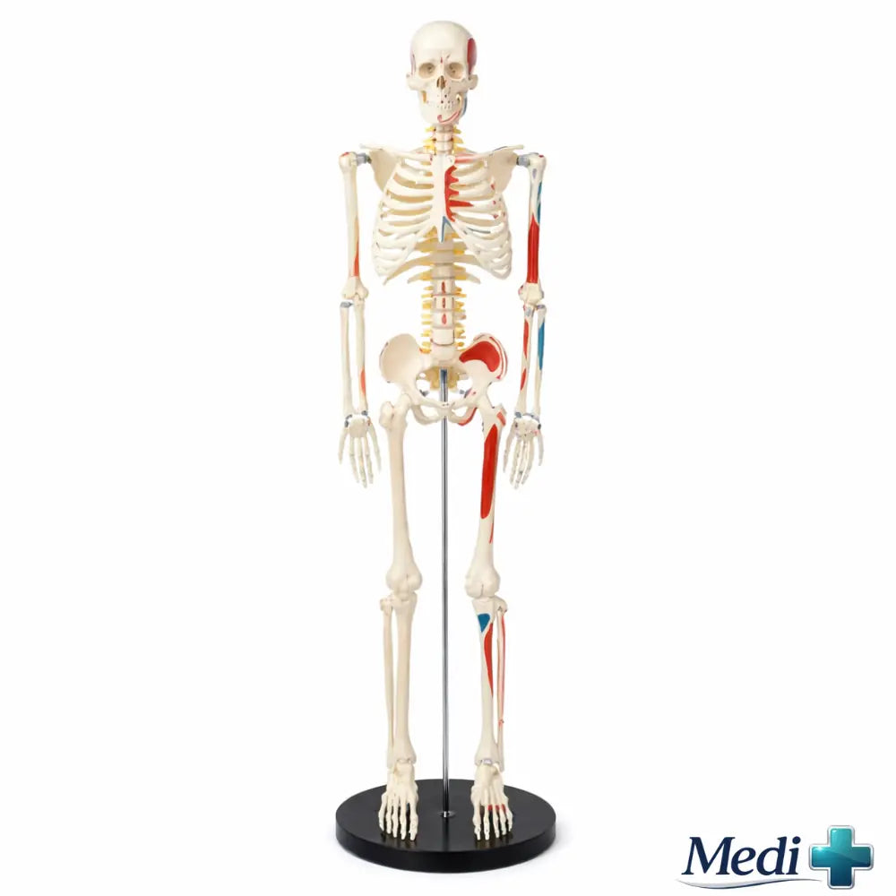 half size skeleton