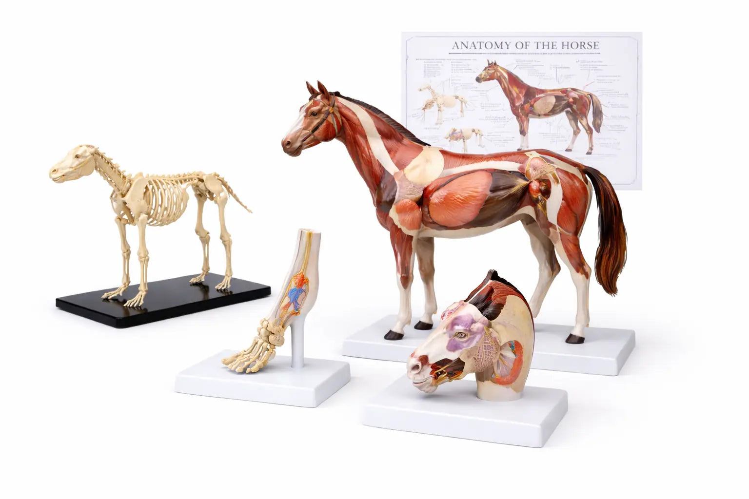 horse anatomy model