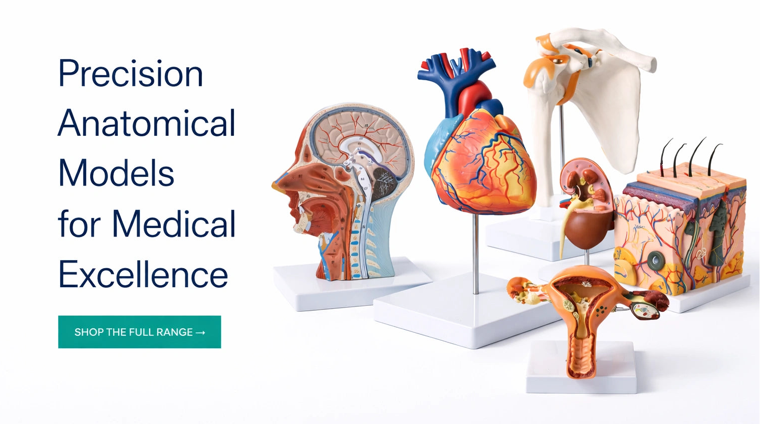 human anatomy models