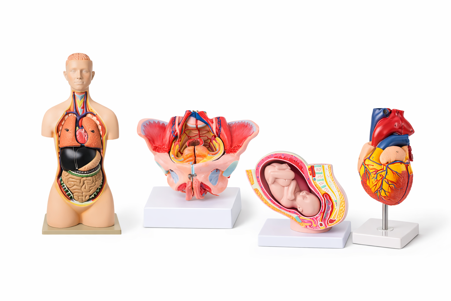 human anatomy models for medical students