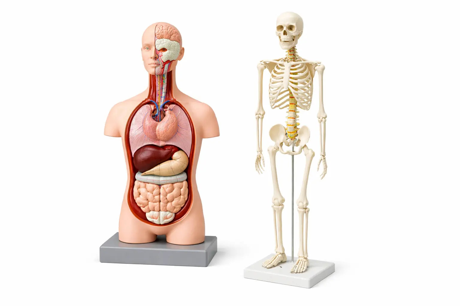 human biology model