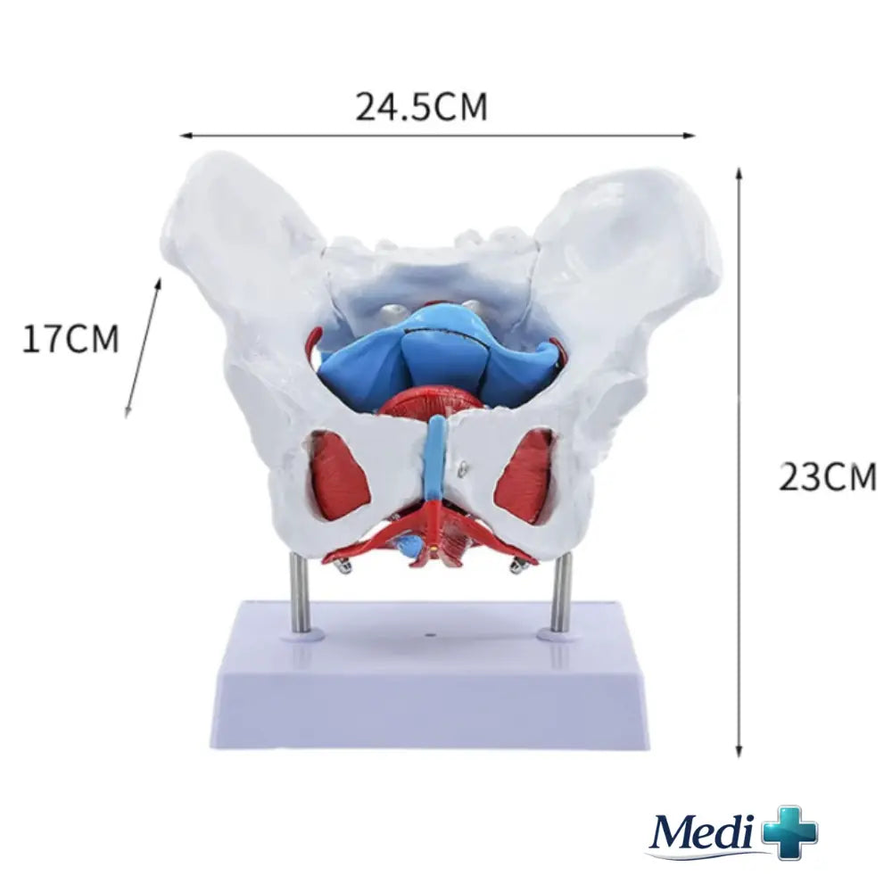 human body model 3d