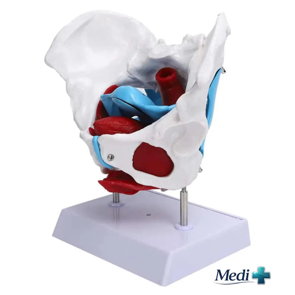 human body model 3d