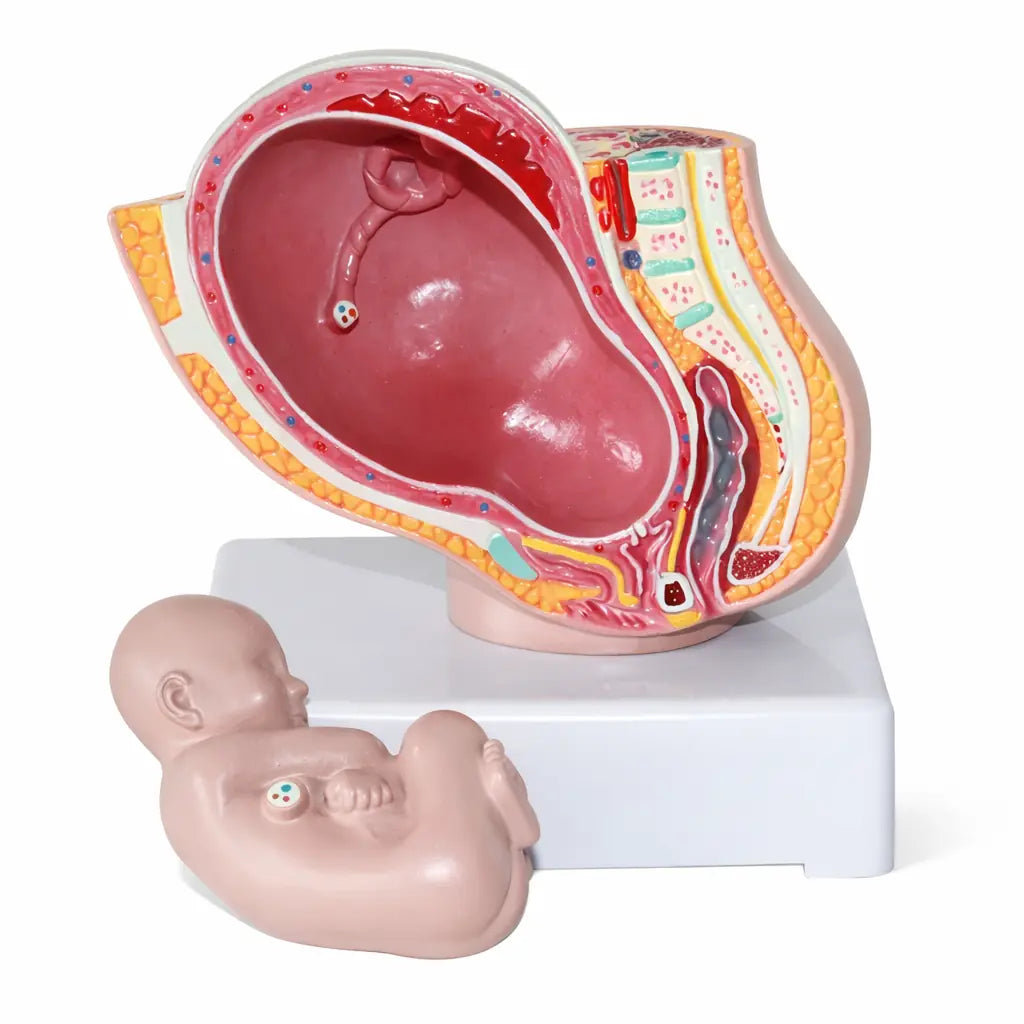 human pregnancy duration model