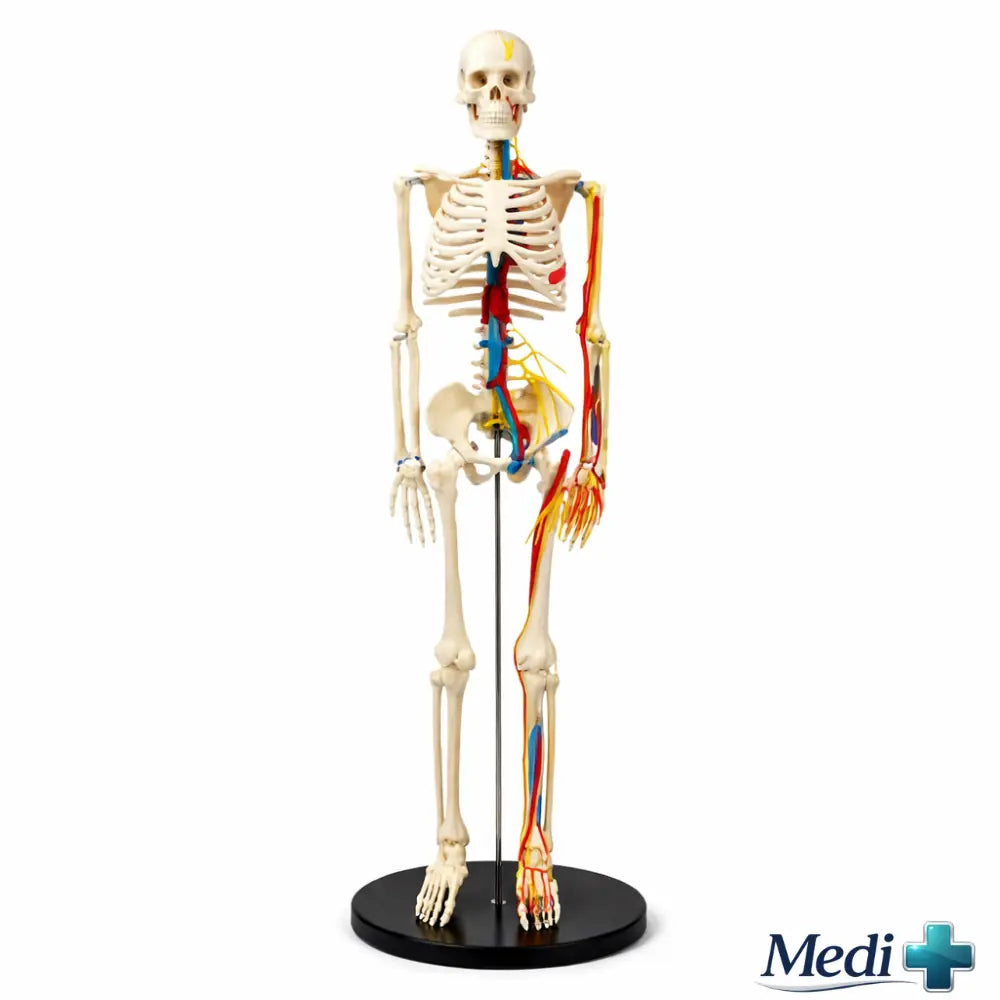 human skeleton diagram model