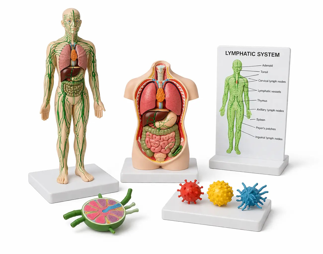 lymphatic and immune system models