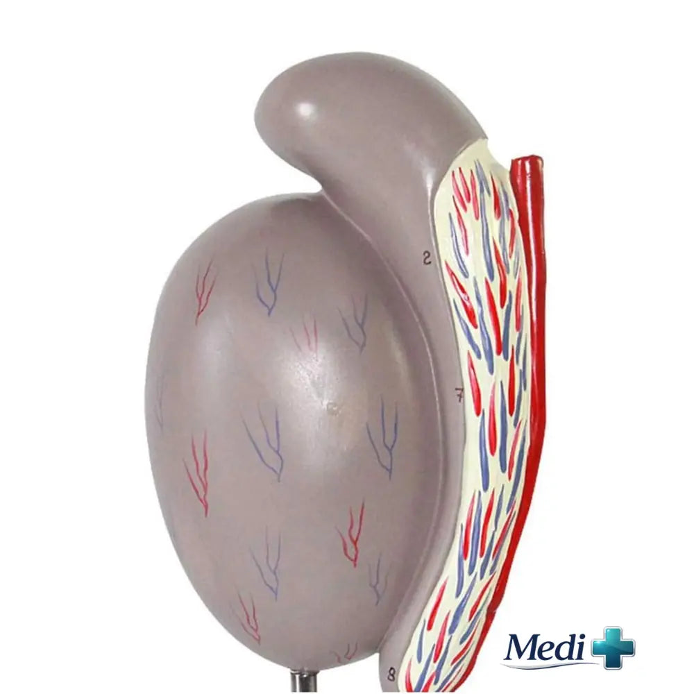 male anatomy model