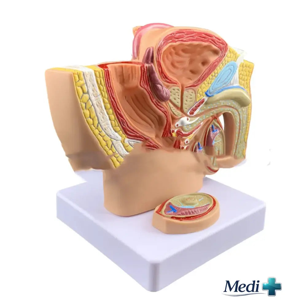 male anatomy model