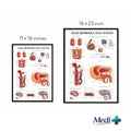 male anatomy poster