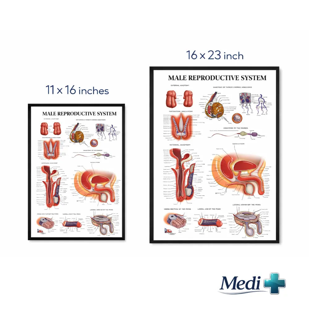 male anatomy poster