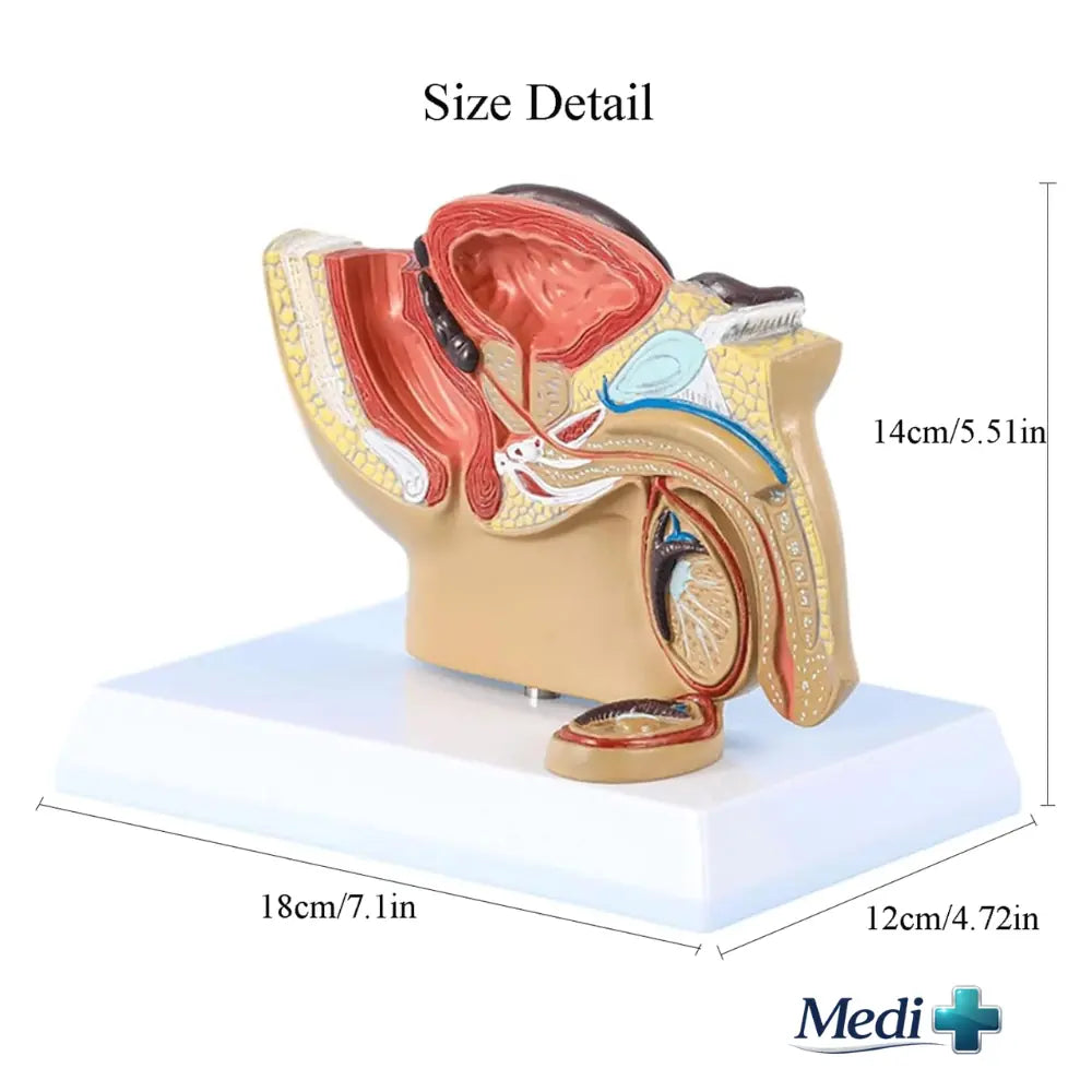male pelvis anatomy