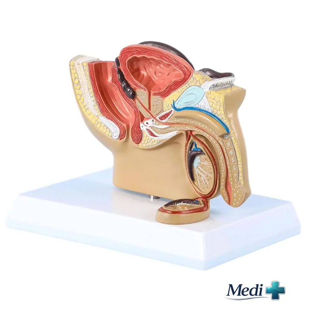 male pelvis model