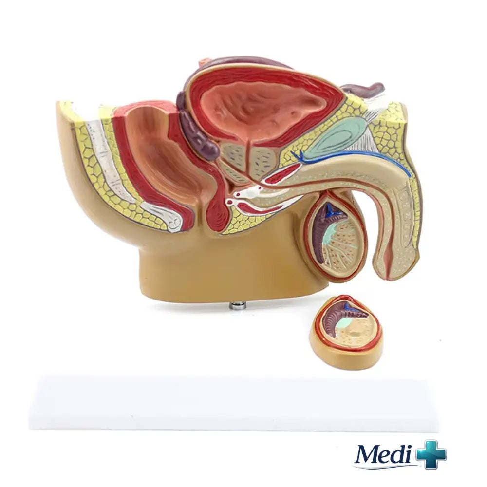 male reproductive anatomy model