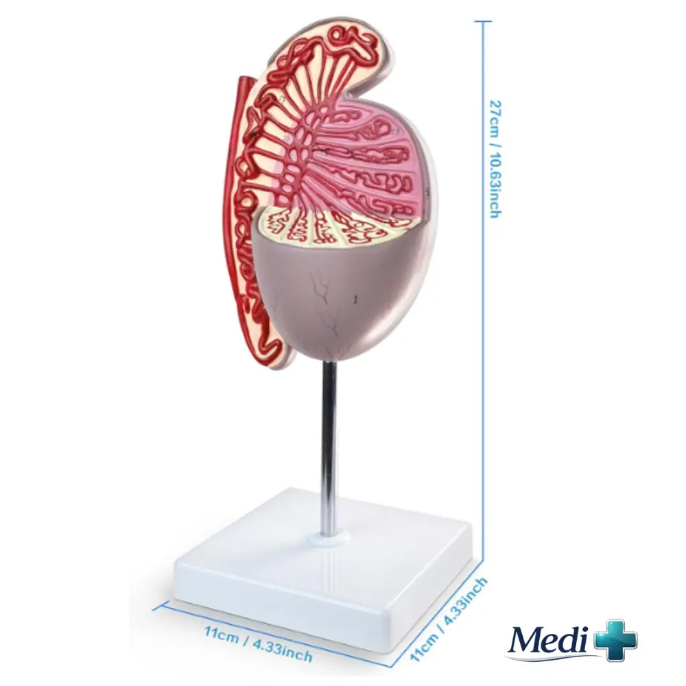 male reproductive system anatomy model
