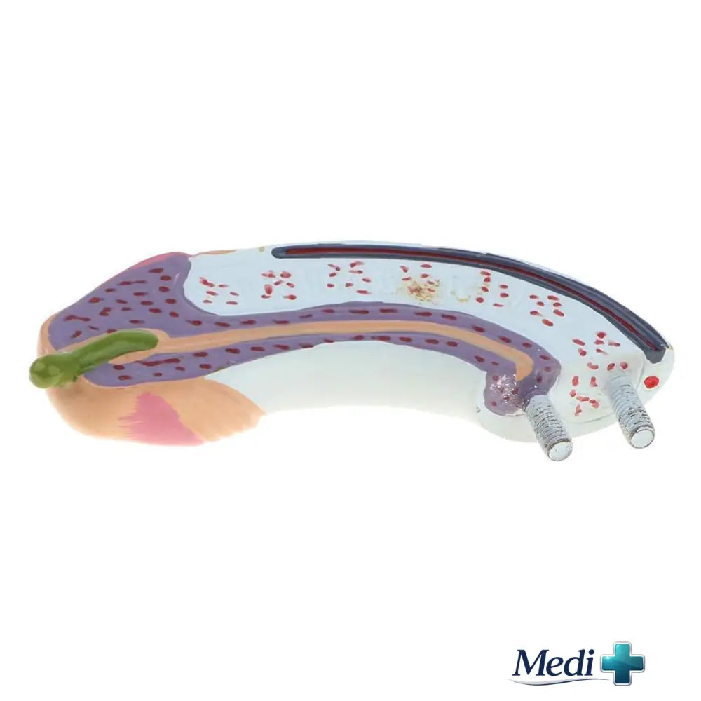 male reproductive system anatomy model