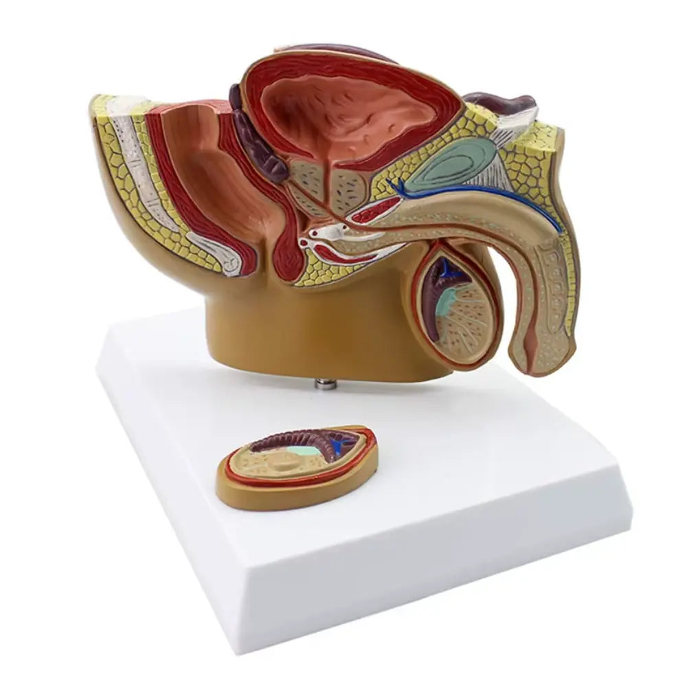 male reproductive system 3d model