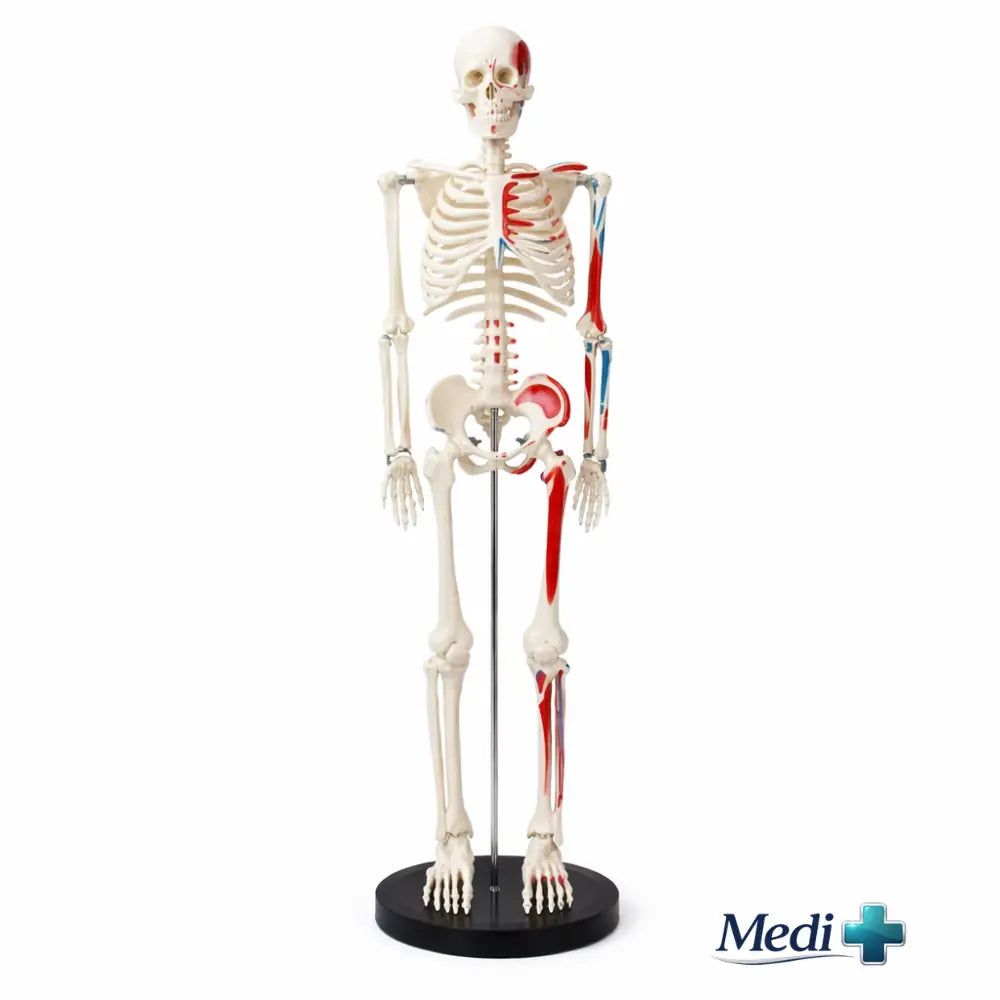 medical skeleton