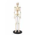 medical skeleton model