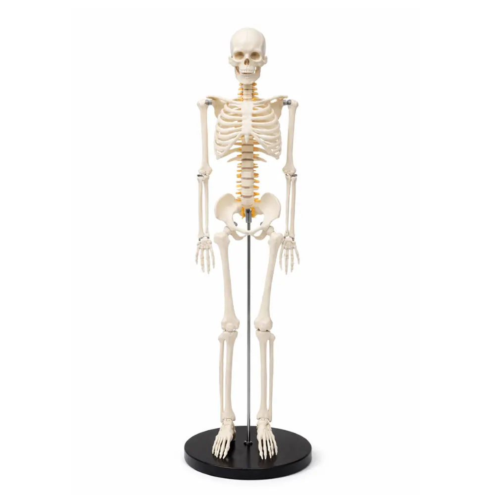 medical skeleton model