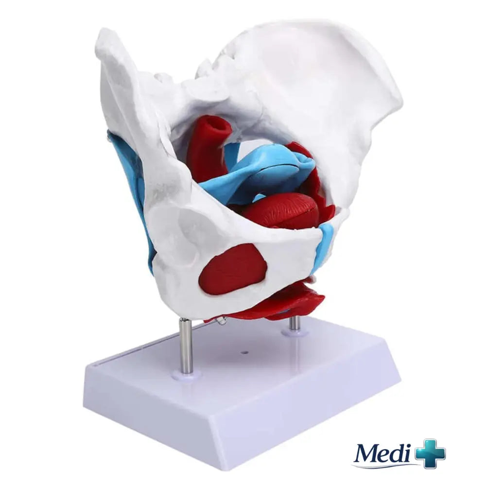 model pelvis