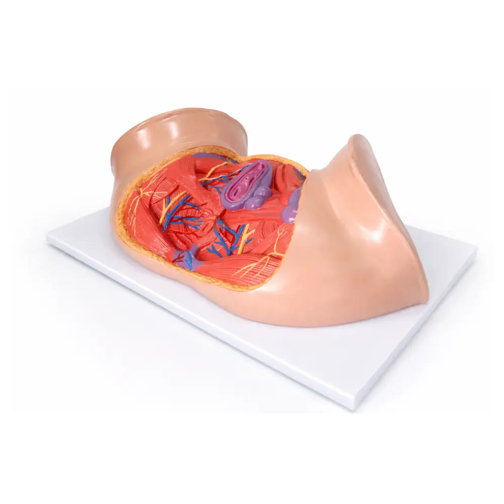 model pelvis  uk