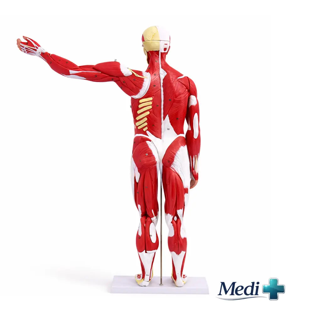 muscle anatomy model