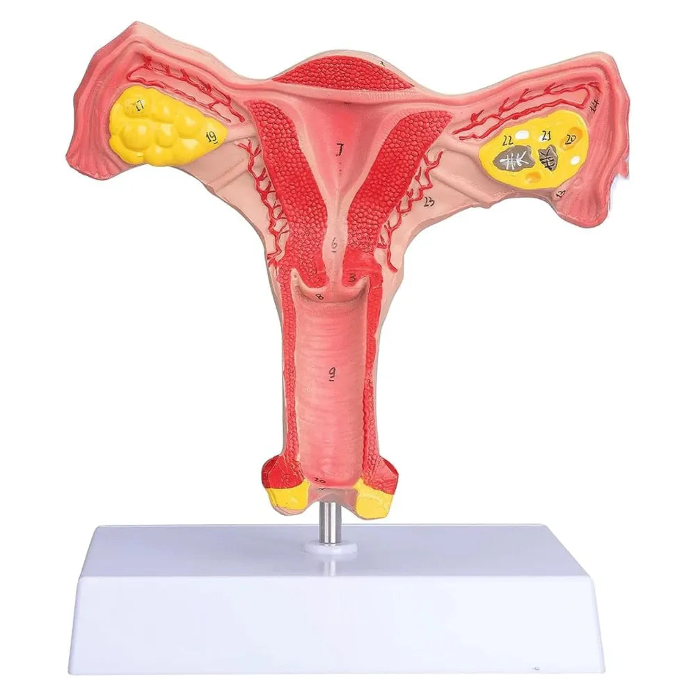 ovary and vigina anatomy model