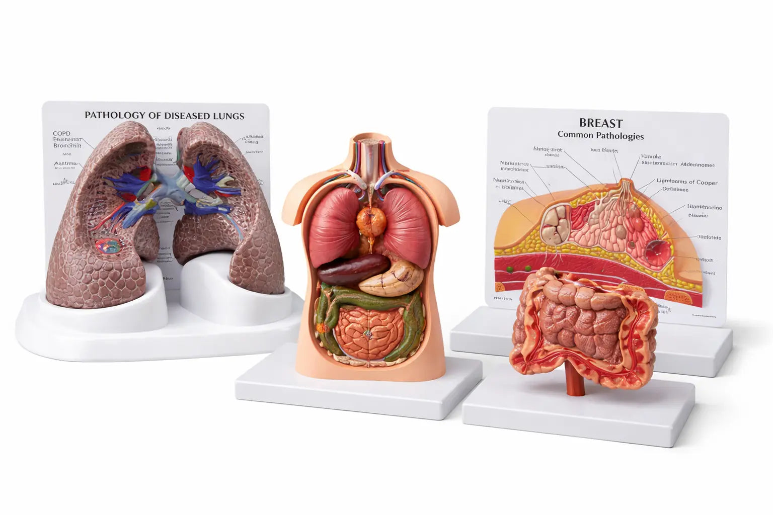 pathology models
