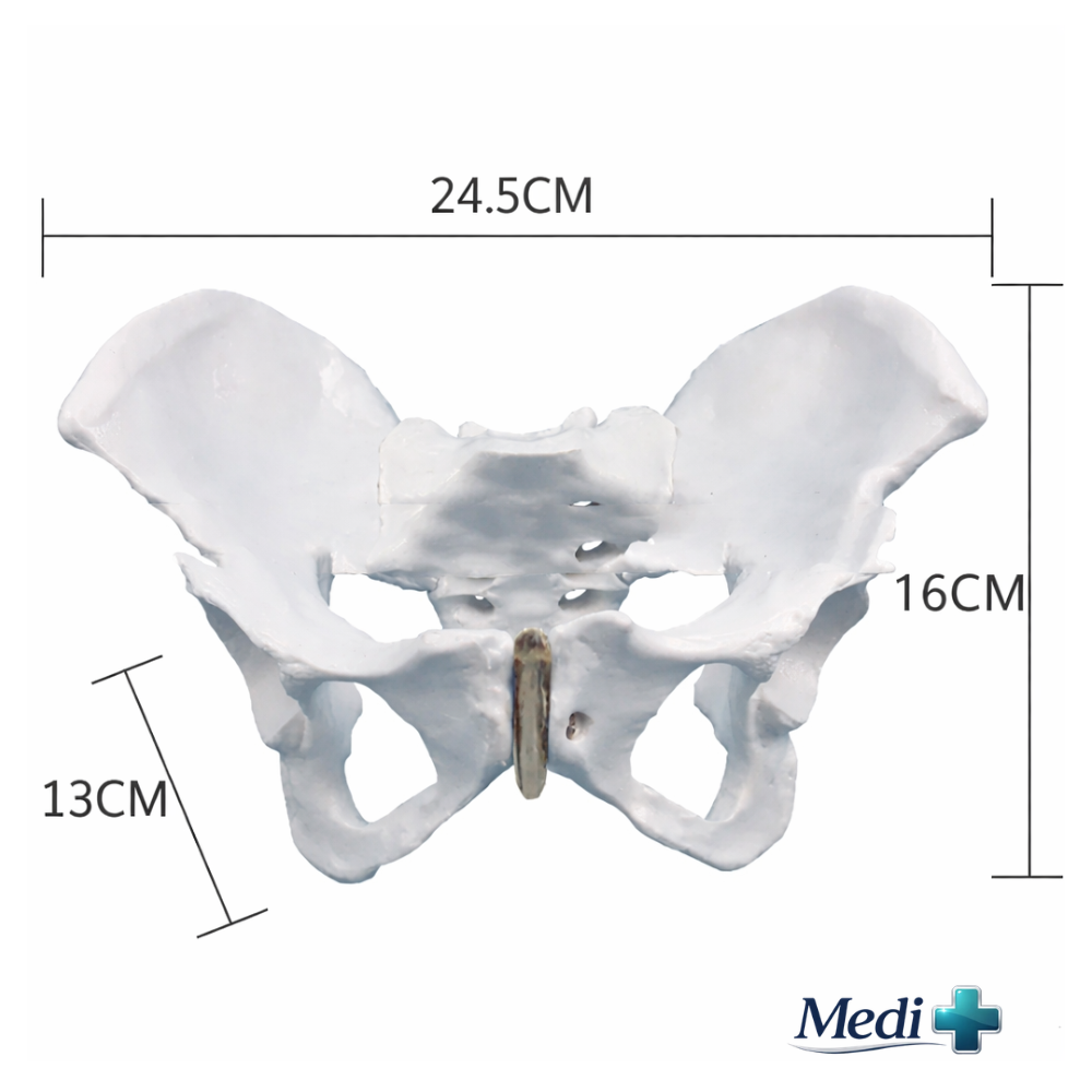 pelvic floor model