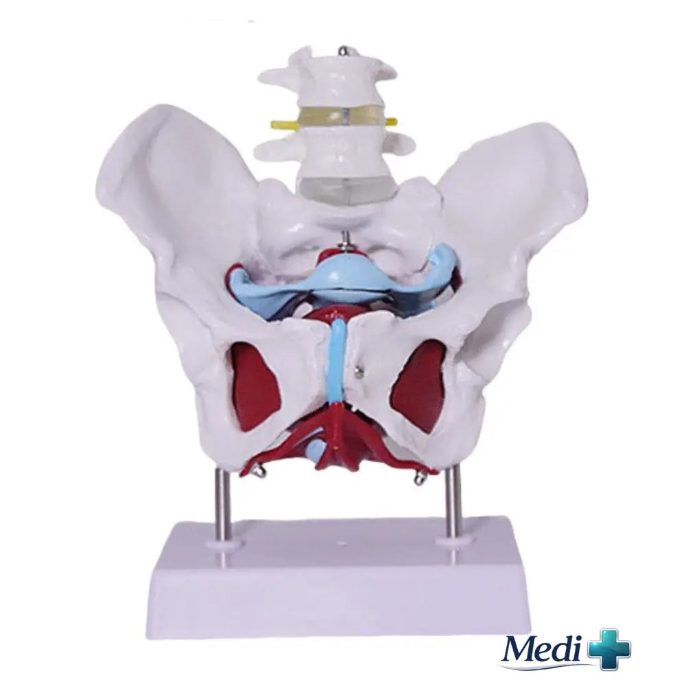 pelvic floor model