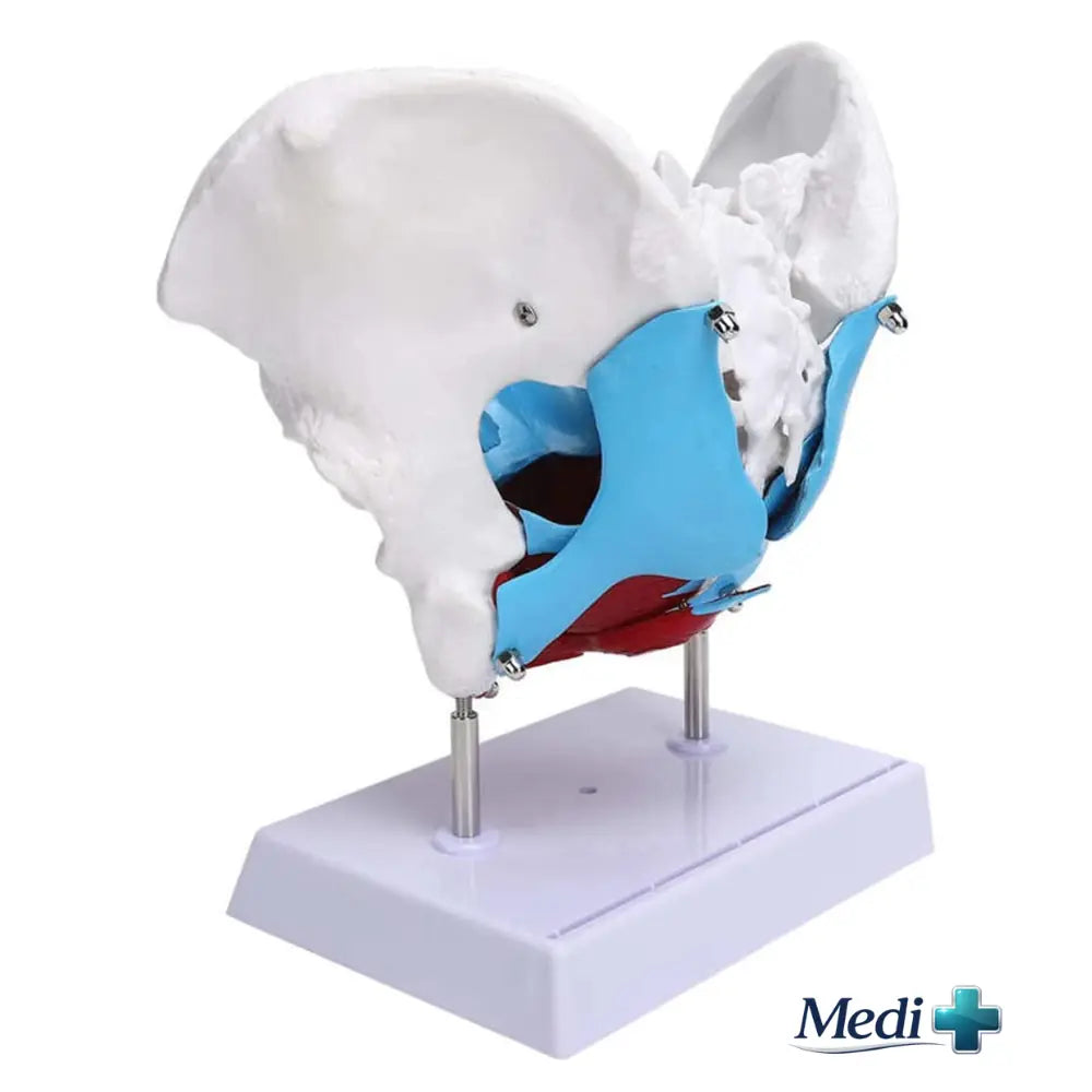 pelvis bone model