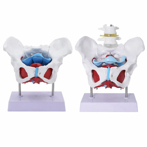 pelvis model