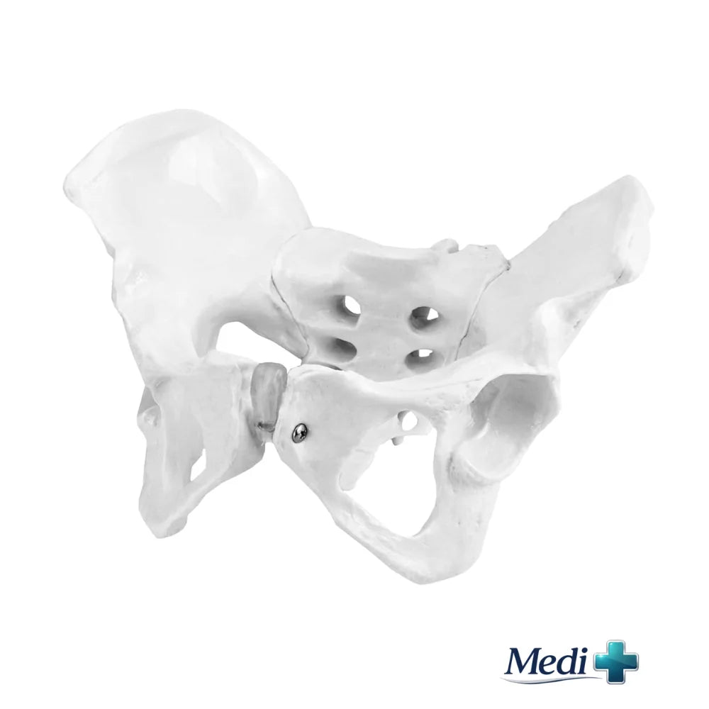 pelvis model
