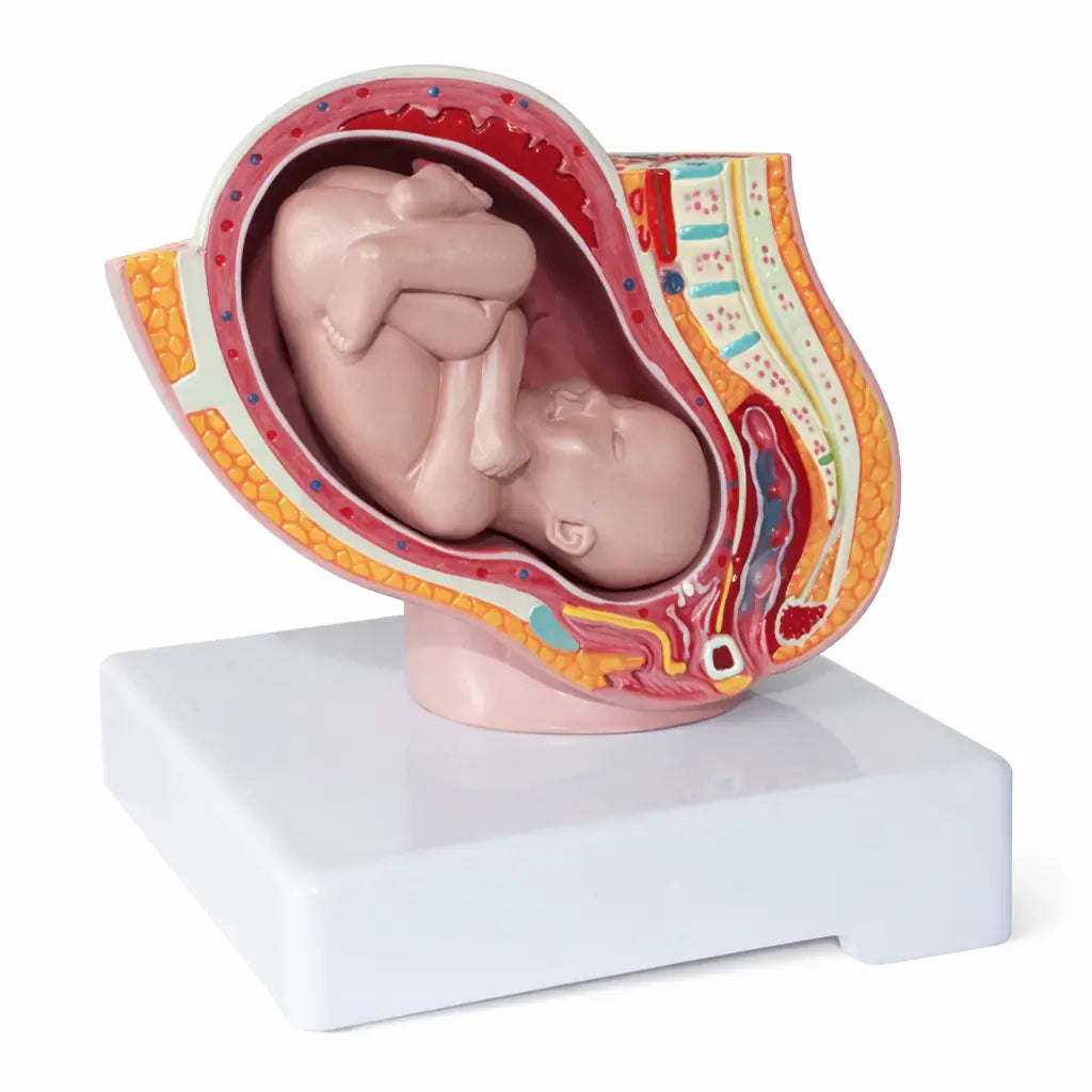 pregnancy model