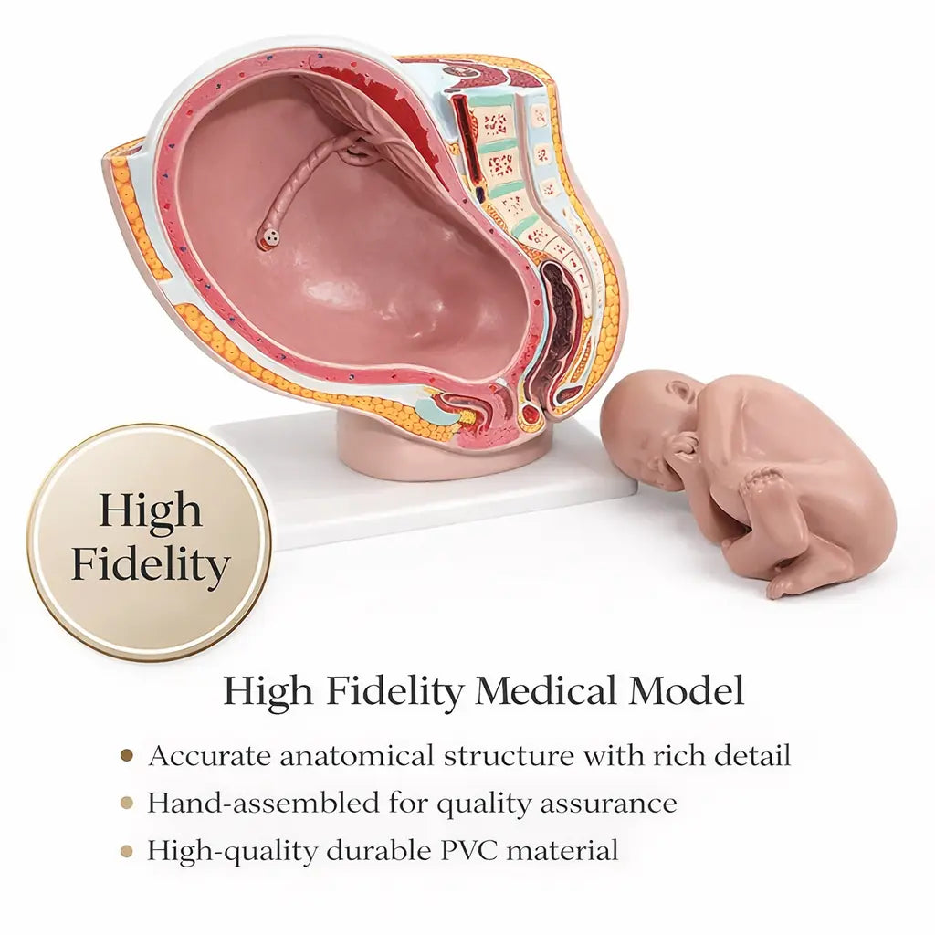 pregnancy models