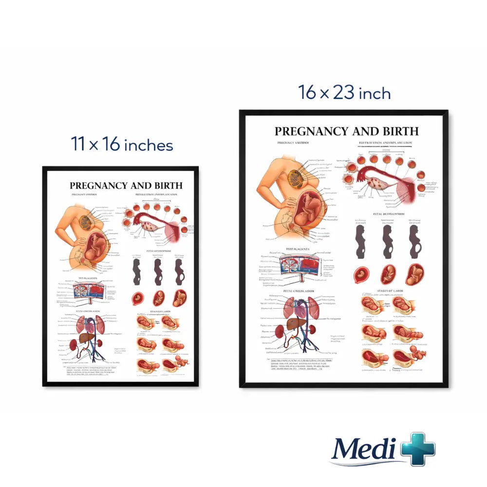 pregnancy stages educational chart